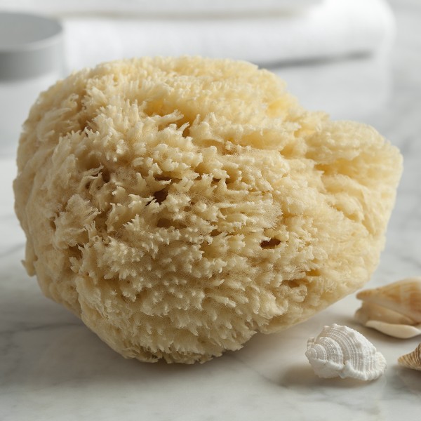 Deniz Süngeri resmi