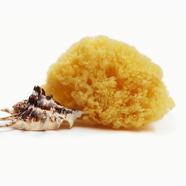 Deniz Süngeri resmi